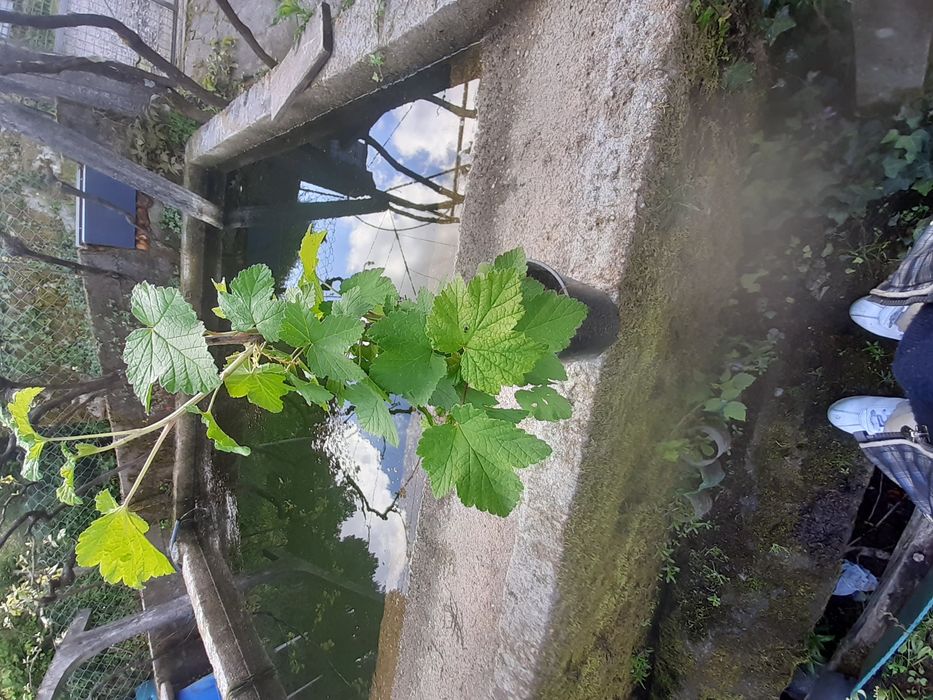 Graselha vermelho plantas