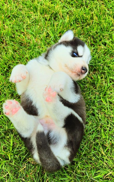 Szczeniak Siberian Husky rodowód ZKwP FCI Champion Puppy Pedigree