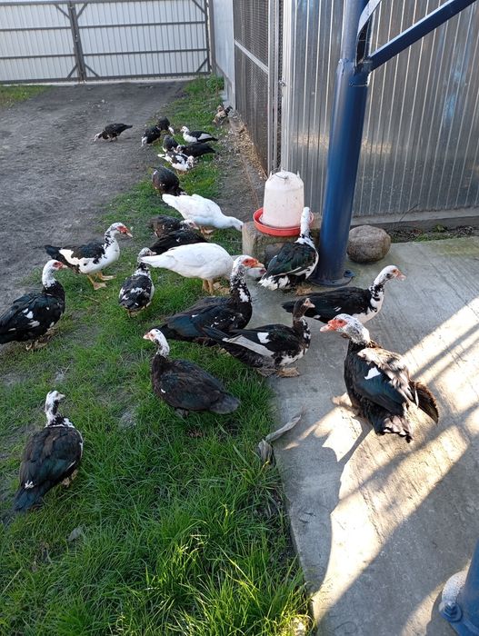 Sprzedam kaczki francuskie tegoroczne