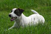 Szczeniak Jack Russell Terrier