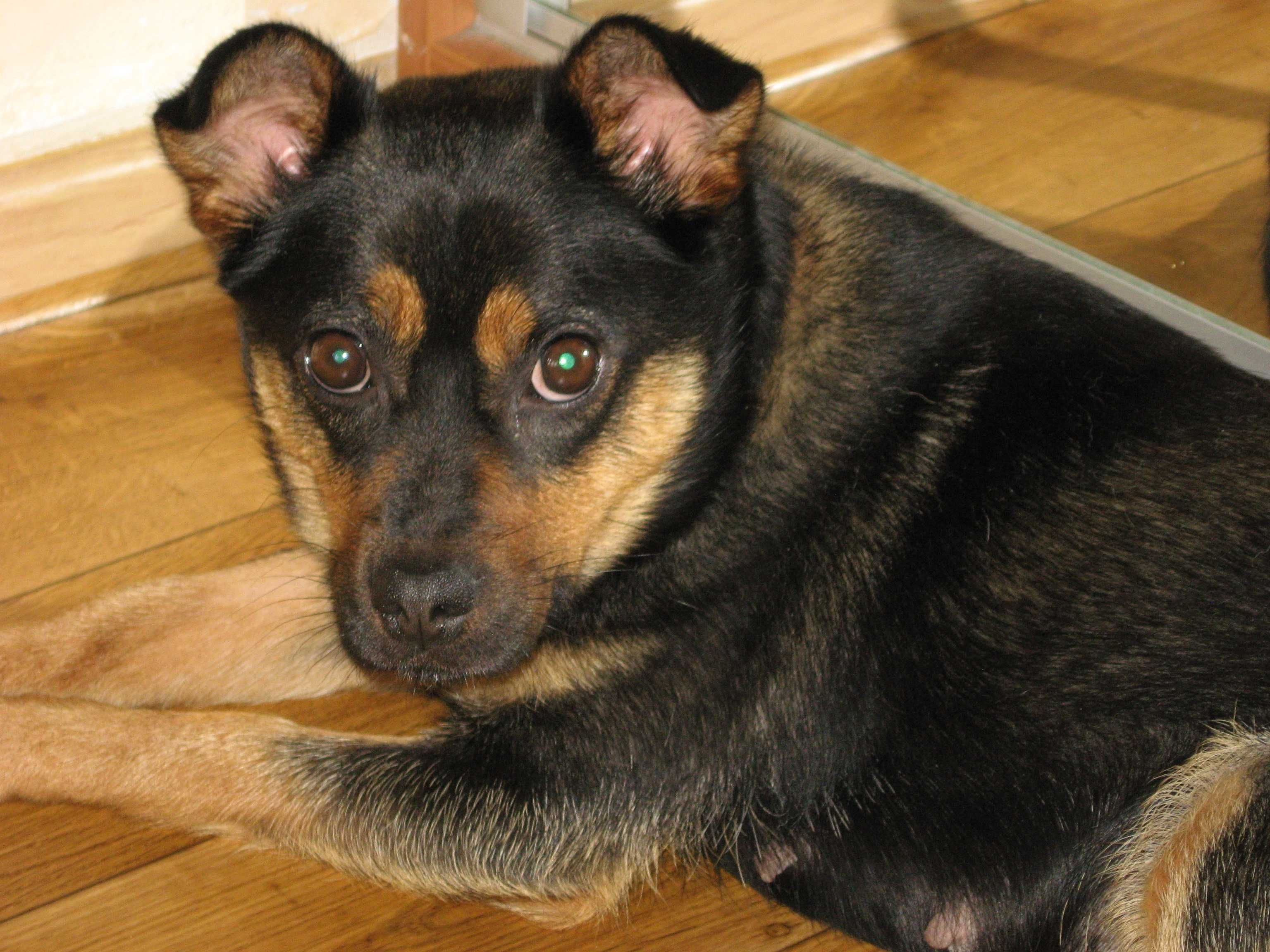 Cudowna suczka do adopcji