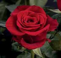 Роза комнатная КРУПНАЯ красная растения домашние, троянда   цветы