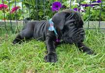 Cane Corso Italiano Sunia Bella - piękna sunia