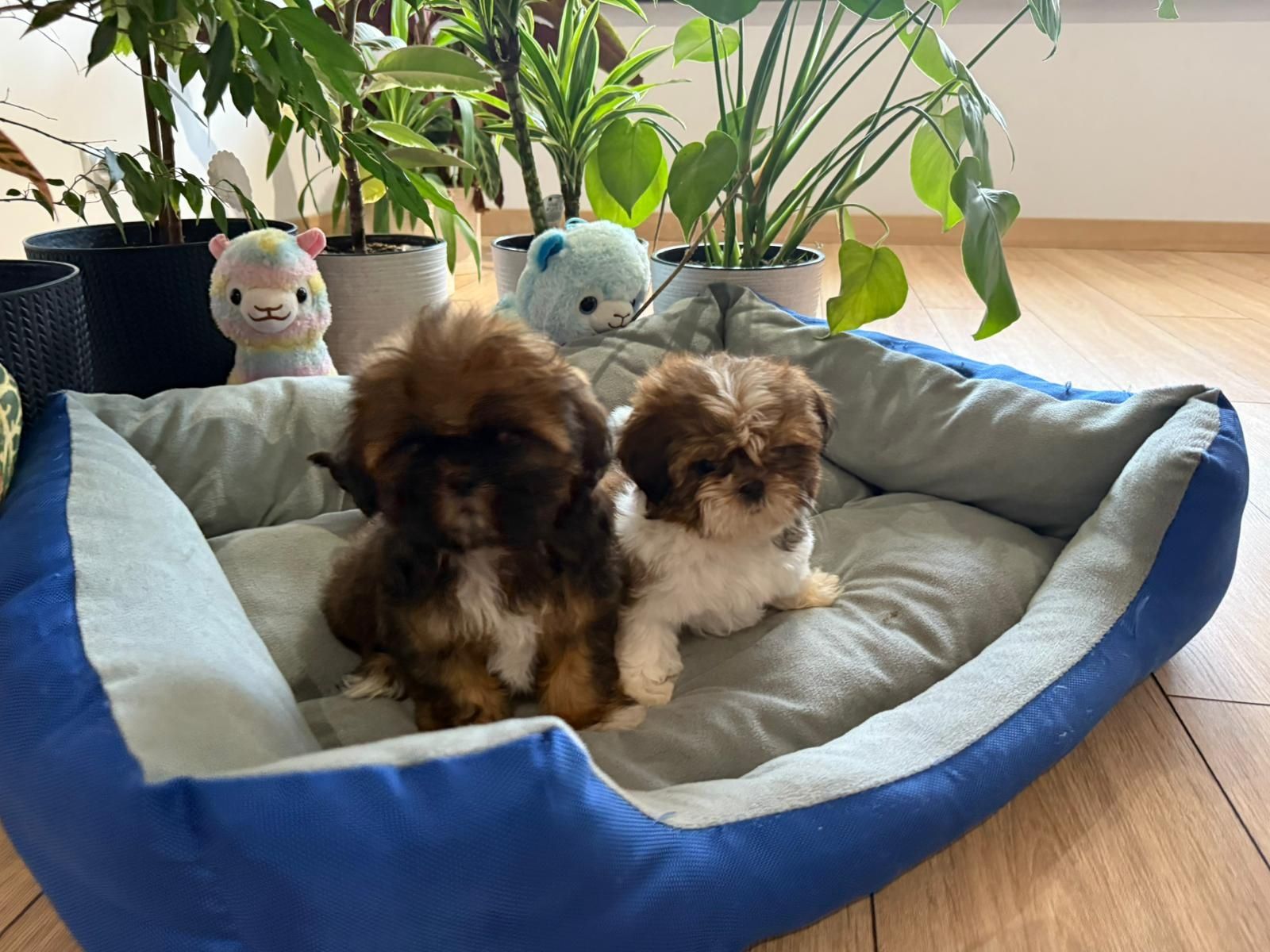 Shih tzu suczka tri color