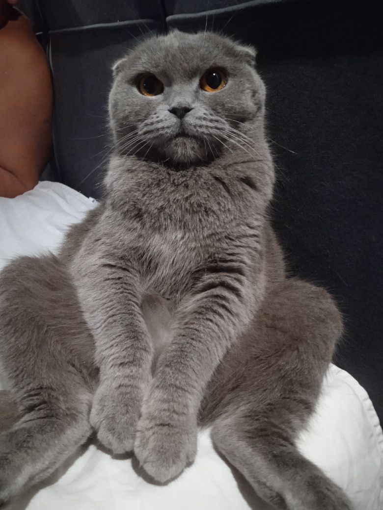 Продаю веслохую кошечку