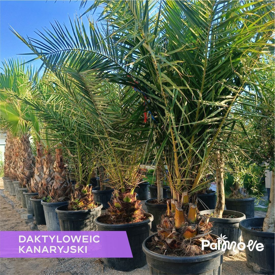 Daktylowiec kanaryjski 30-40cm pnia