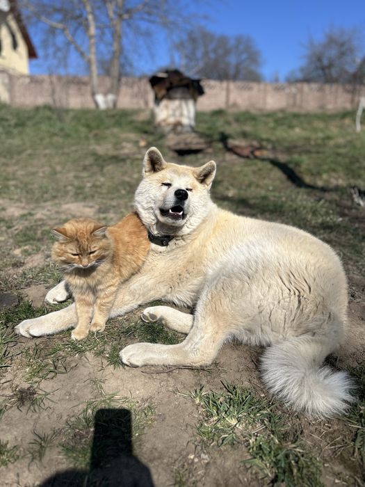 Вірний друг та охоронець,цуценята змішаної породи