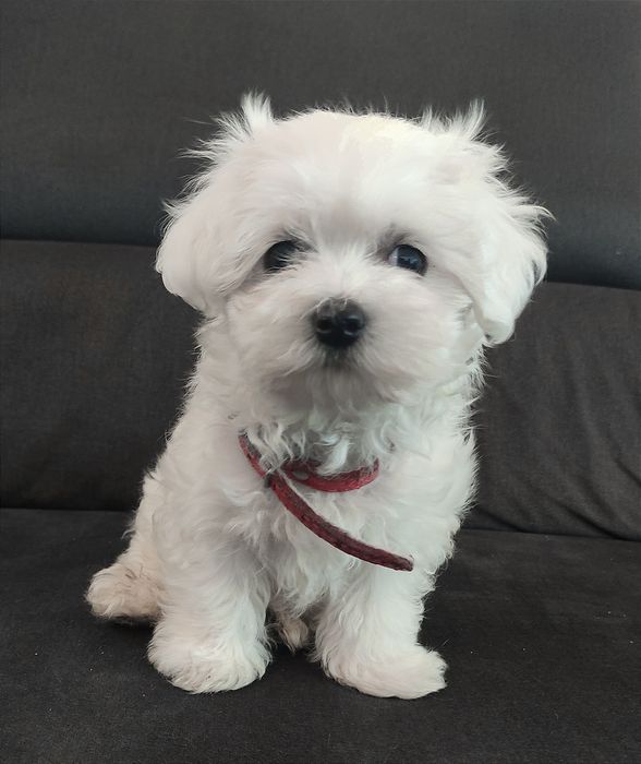 Śliczny szczeniaczek maltańczyk