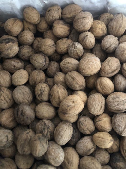 Nozes caseiras da zona de sicó