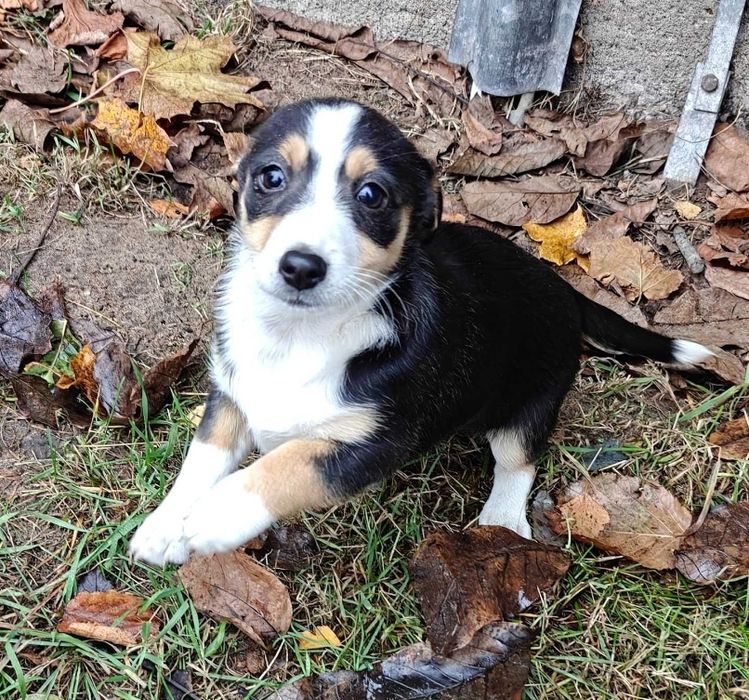 Piesek, suczka do oddania