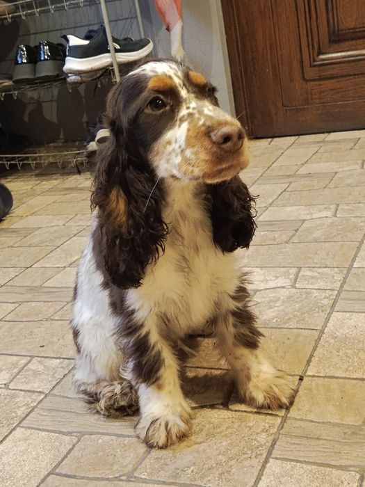 Piesek Cocker Spaniel