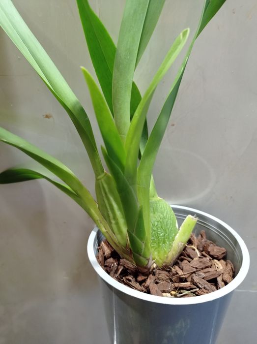 Орхидея Камбрия.