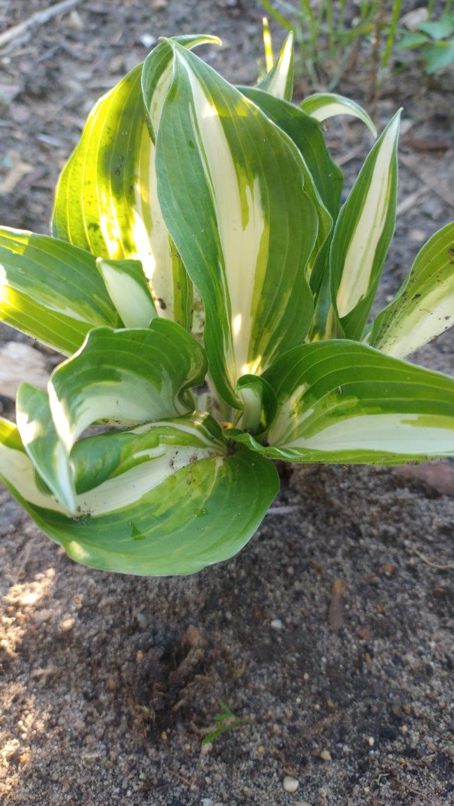 Hosta. ...   ... Nadwyżka ogrodowa