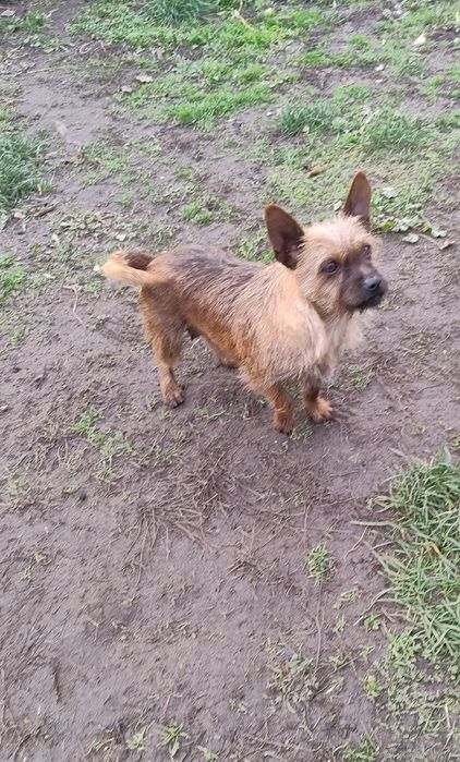 Szczeniaczki cudaczki.