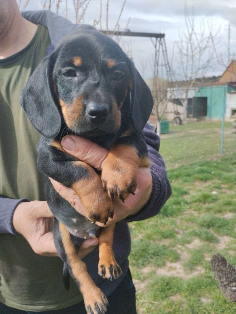 Продам цуценят Таксенят