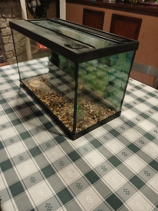 Aquario peixe ou tartaruga
