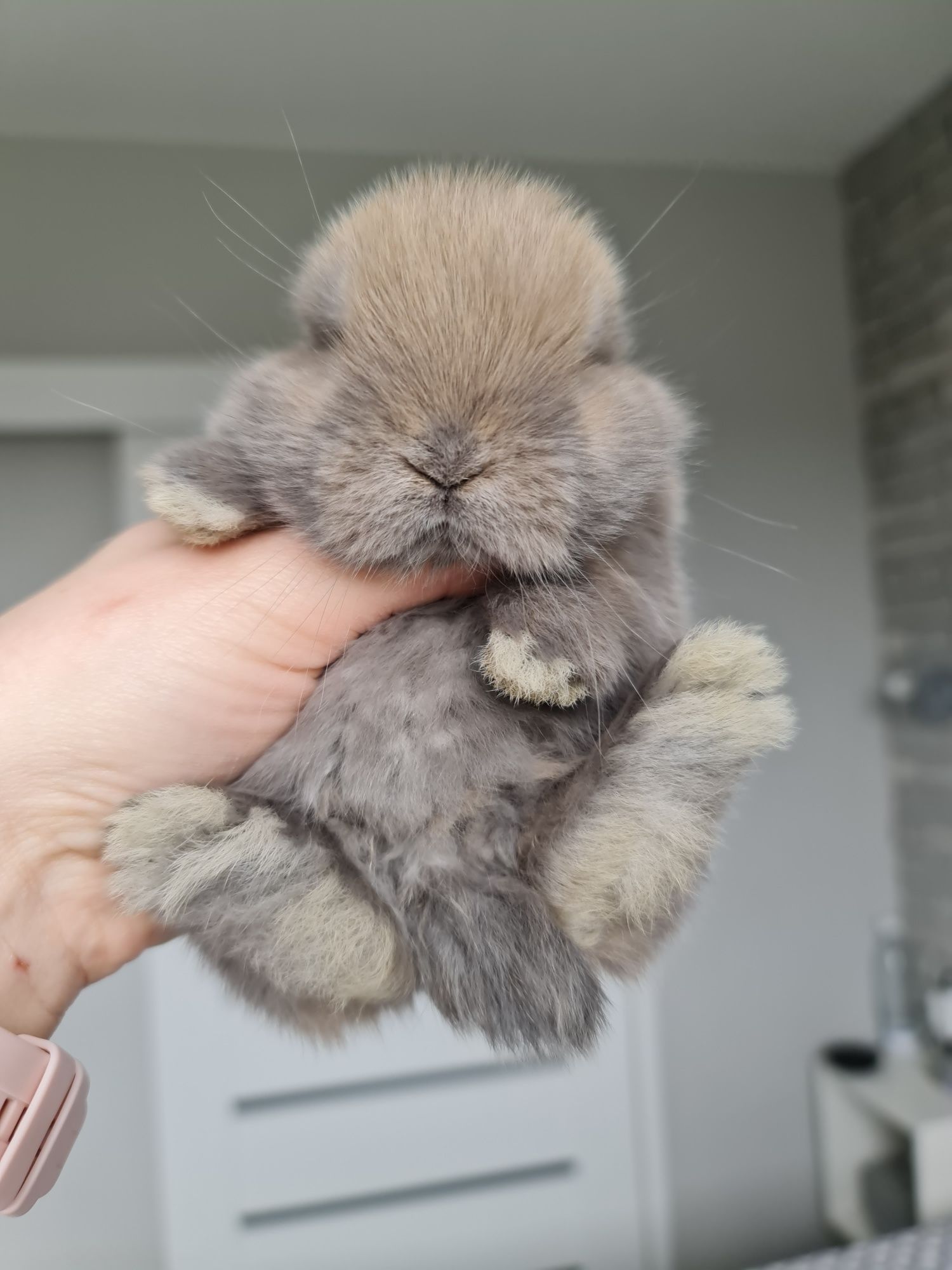 Mini lop królik króliczek baranek miniaturka hodowla badania chip