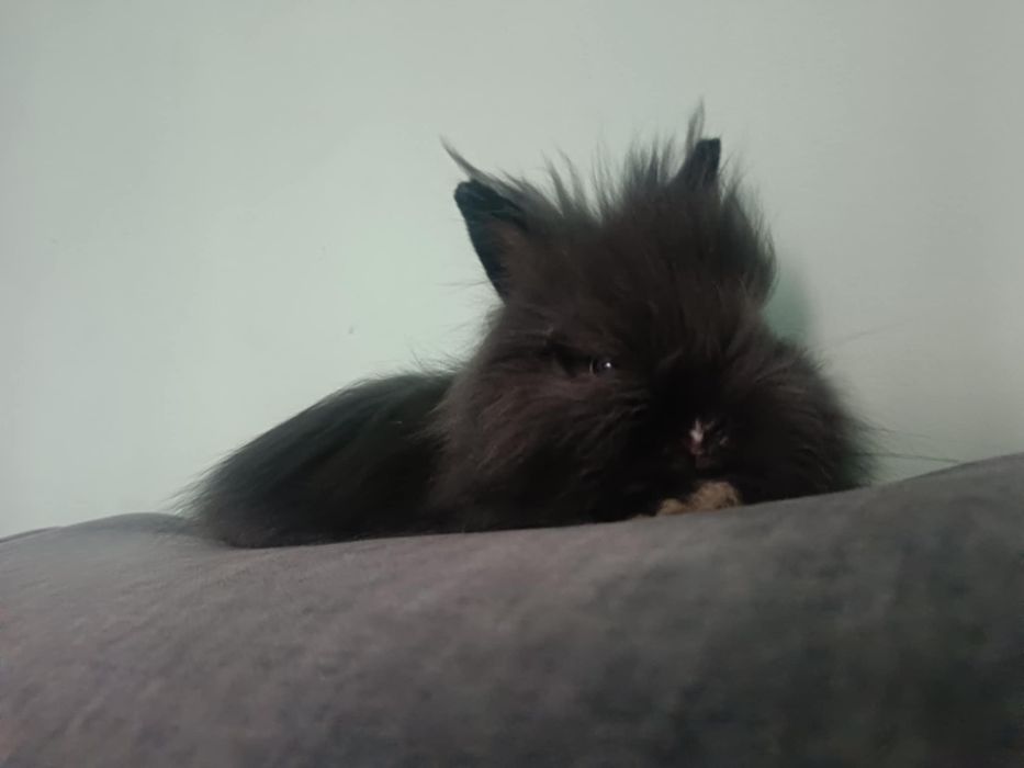 Królik karzełek TEDDY samiec z klatką