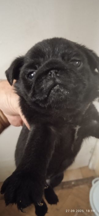 Чорні перлинки та бежеві