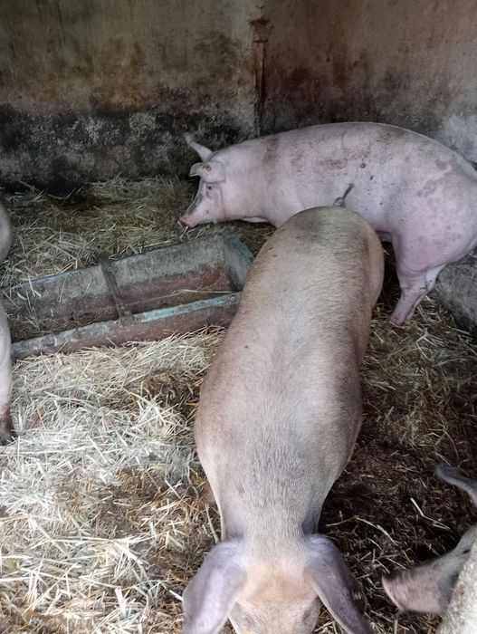 Sprzedam tuczniki mięsne z własnego gospodarstwa