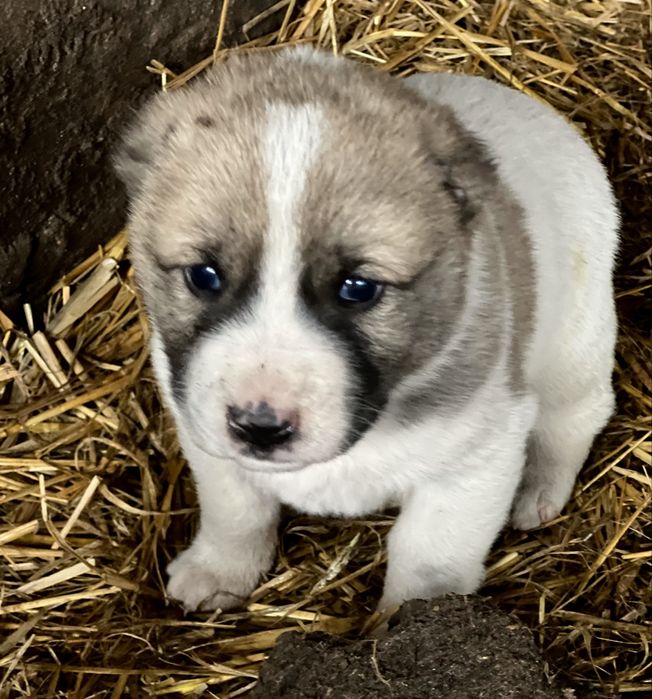 Цуценята САО,Алабай