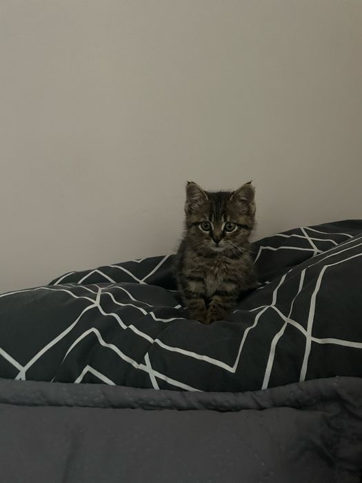 Котик кицька моллі