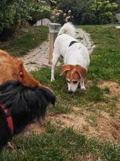 Florka, nieduża sunia do kochania i przytulania.