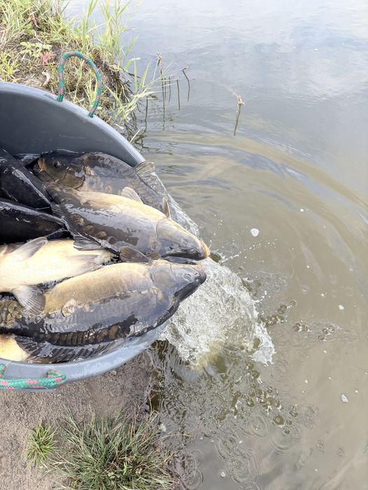 Żywe karpie Łowisko Maciejowice