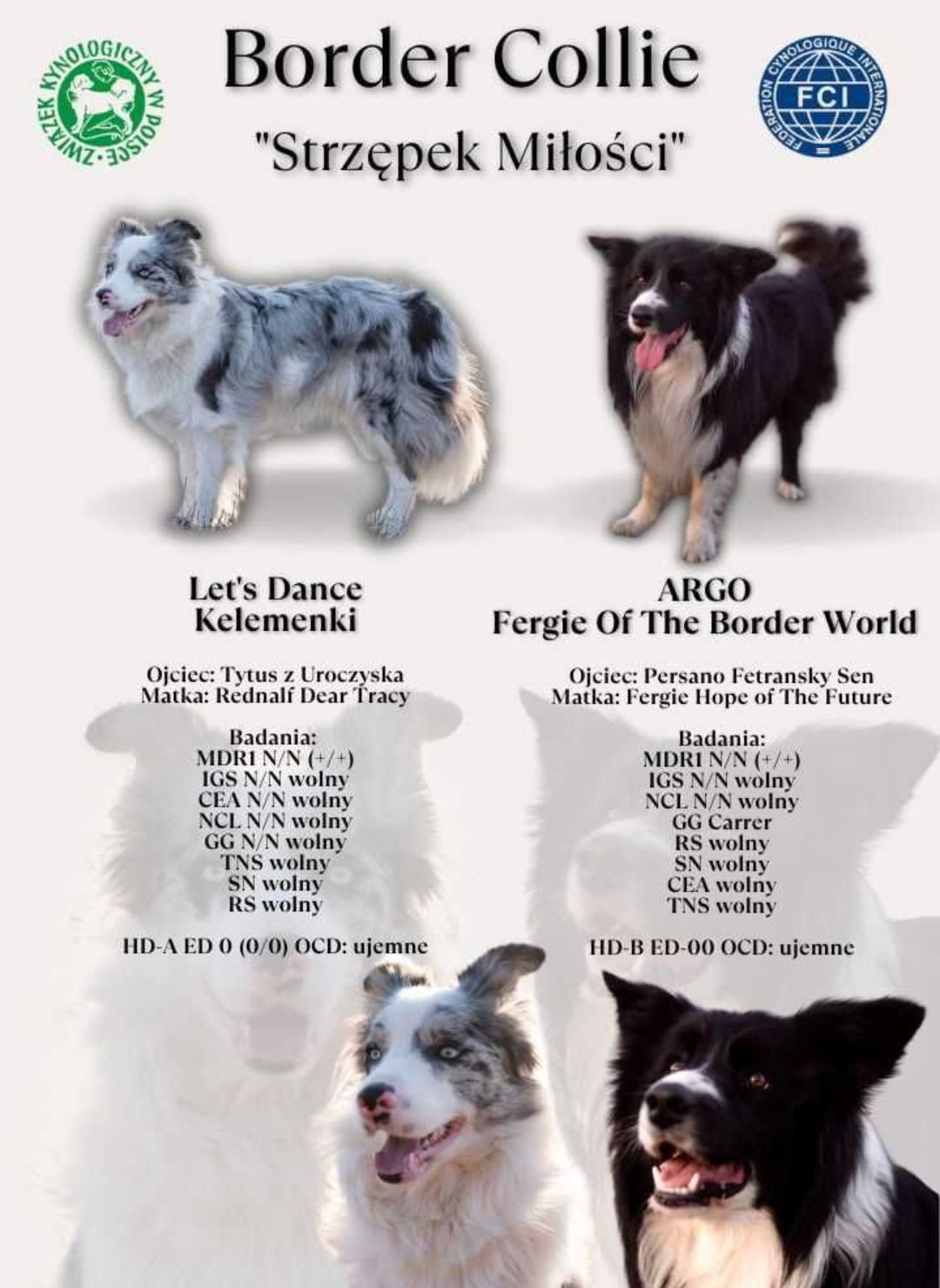 Szczeniak Border Collie piesek - ZKwP FCI