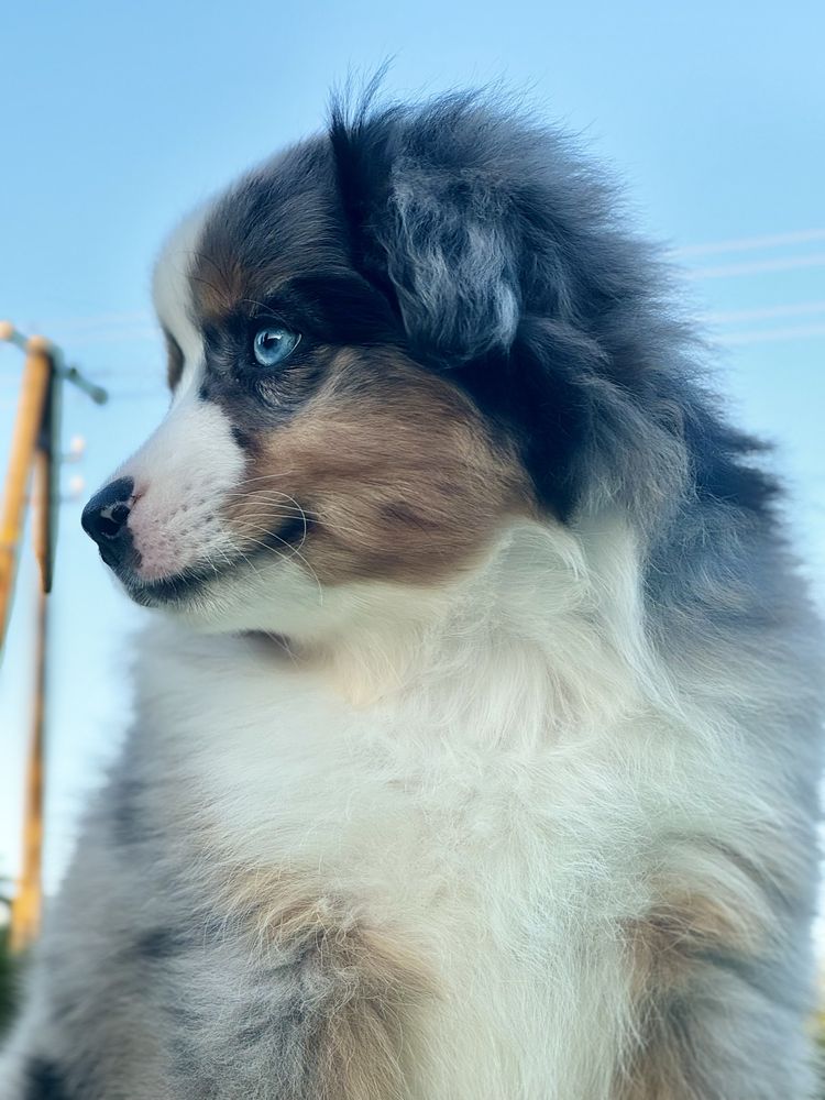 Amerykański owczarek miniaturowy- MAS - Mini Aussie- piesek FCI