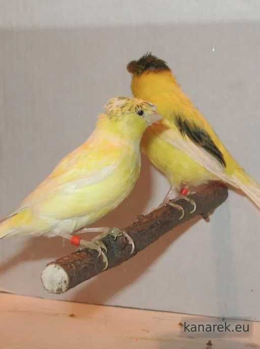 Sprzedam Kanarki, Zeberki oraz Gile Meksykańskie