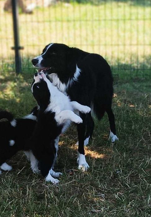 Dziewczynka Border Collie z Rodowodem śliczna Amanda szczeniaczek
