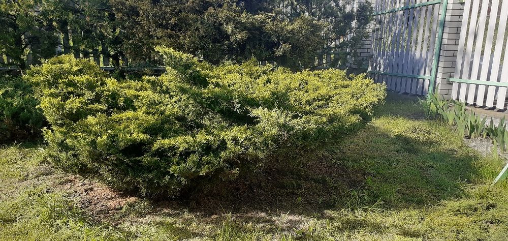 Садовник  покос газона