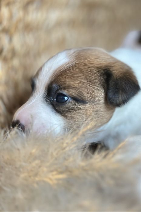 Jack Russel Terier Minuatura rezerwacja