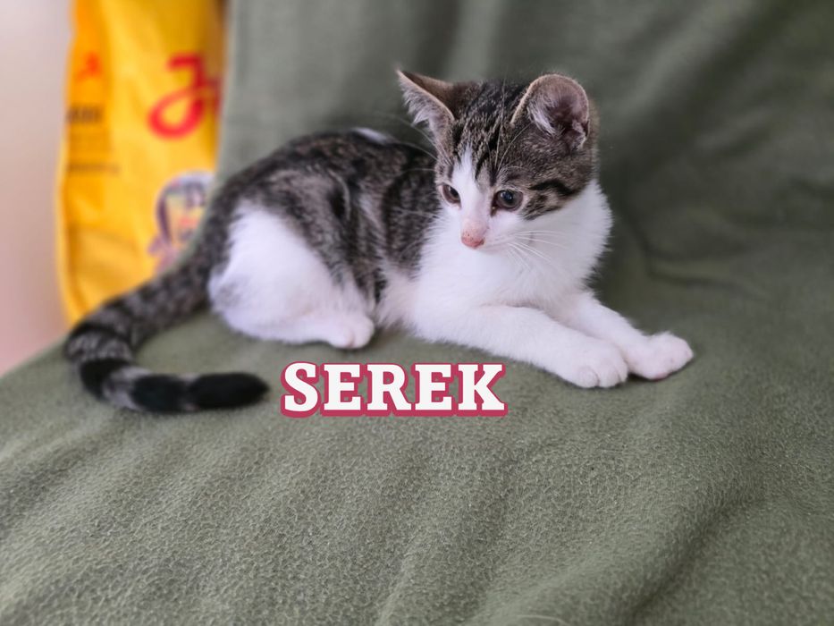 Małe kociaki szukają domków