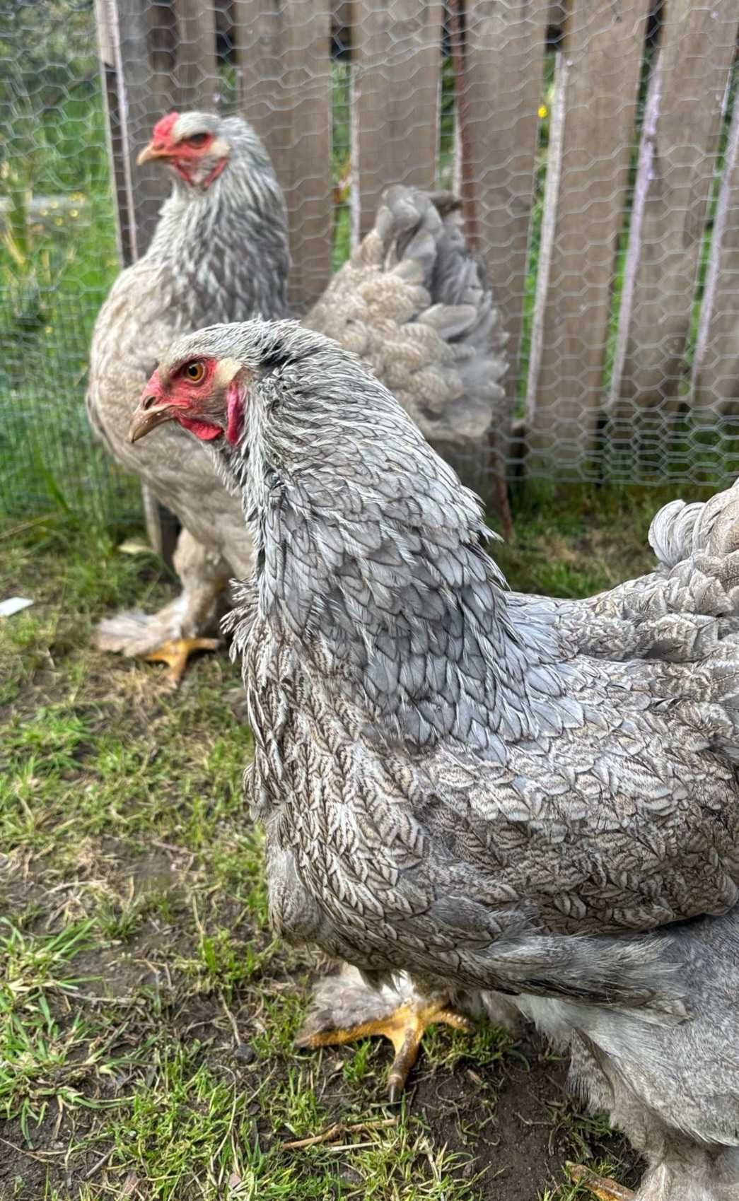 Ovos galados/ férteis de brahma BSO