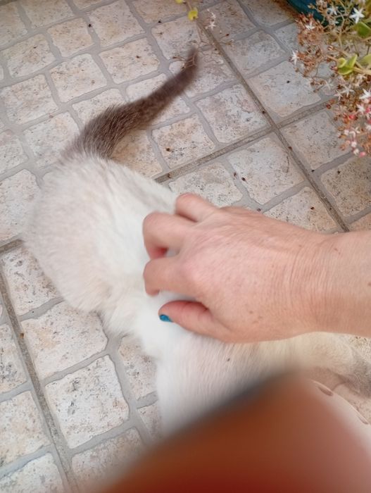 Filhote de gato morando na rua