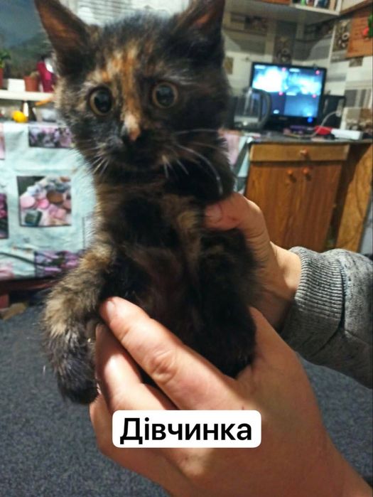 Віддам безкоштовно милих котенят