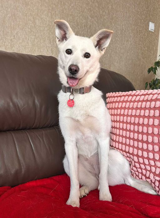 Bezdomna Śnieżka - podaruj jej dom!