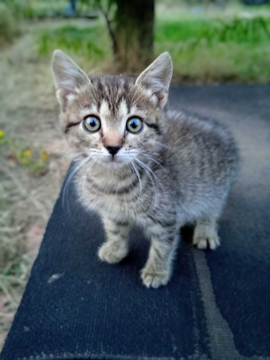 Кошеня в добрі руки!