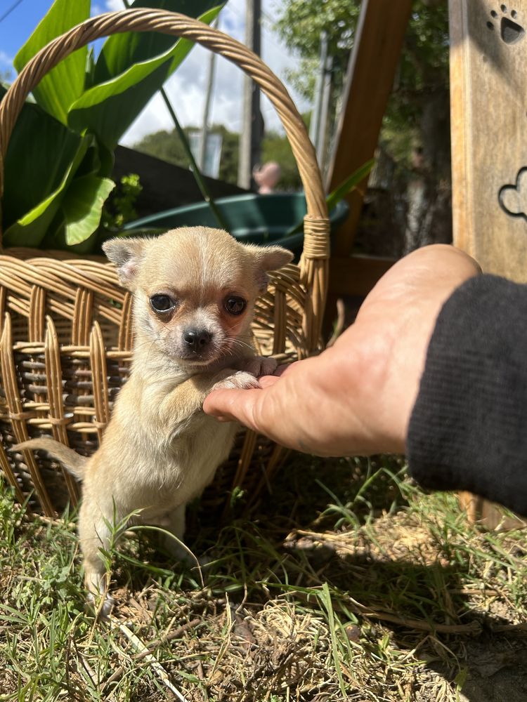 Menino chihuahua mini