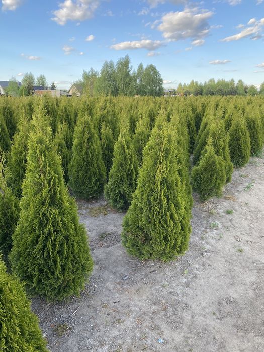 Tuja Szmaragd 150 cm dostepne różne wysokości - Nasielsk
