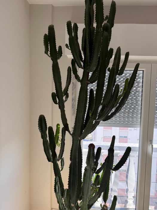 Vendo planta sucolenta