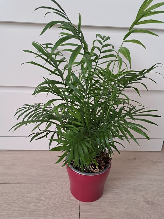 Palma "Areka" kwiat doniczkowy