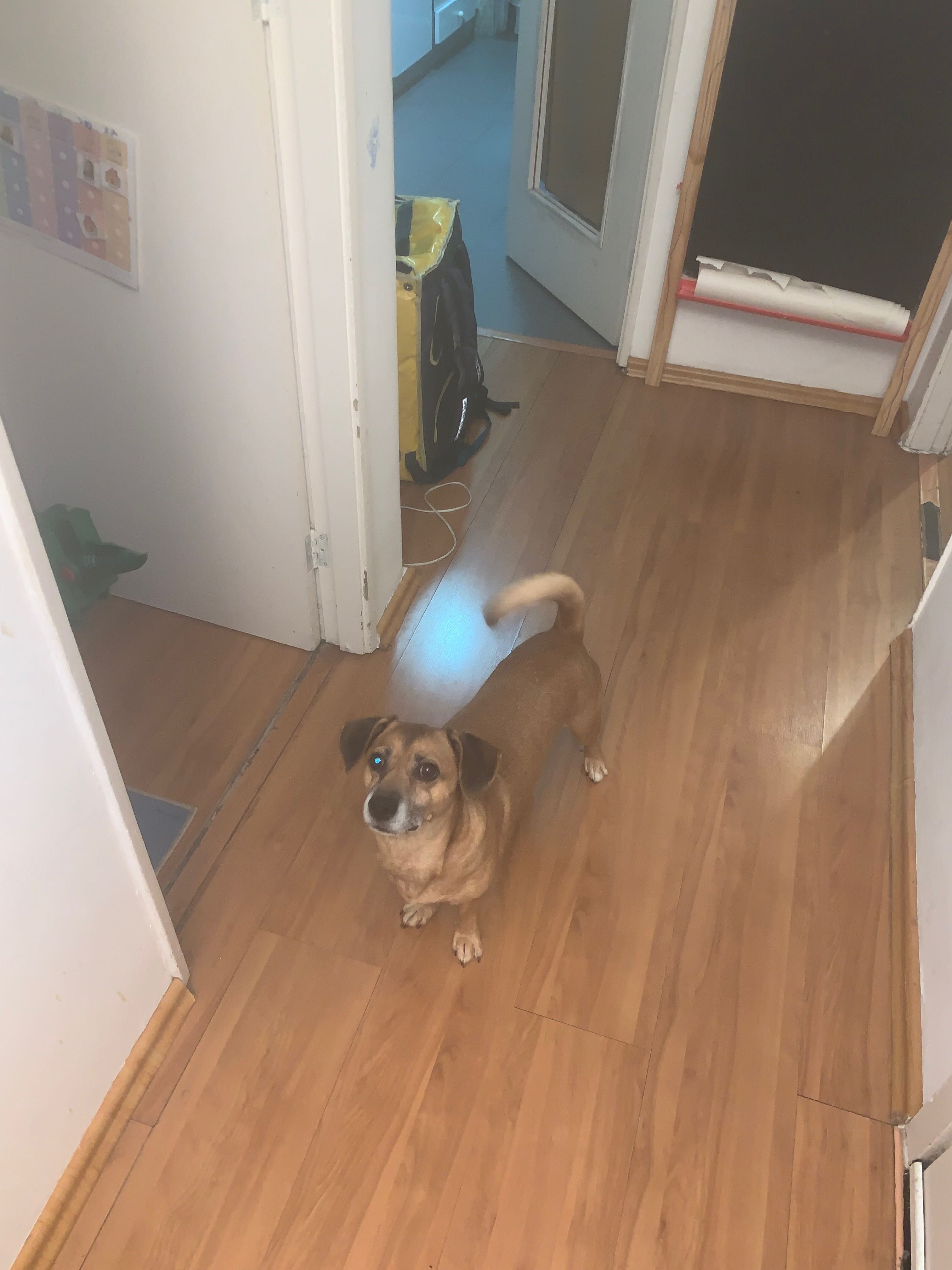 Cão raça pequena para doação