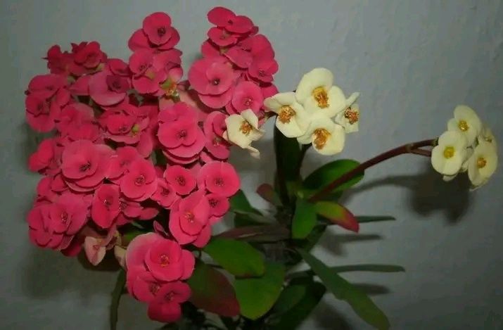 Молочай Міля сортовий великоквітковий