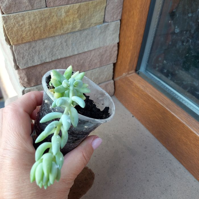 Хрестовик Роулі суккулент, очиток Моргана  алоє тигрове