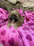 Shih Tzu z rodowodem