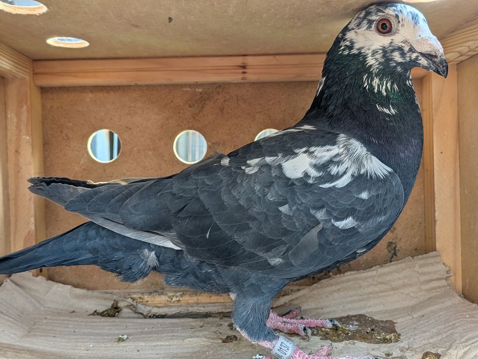 Gołębie pocztowe Tygrysy