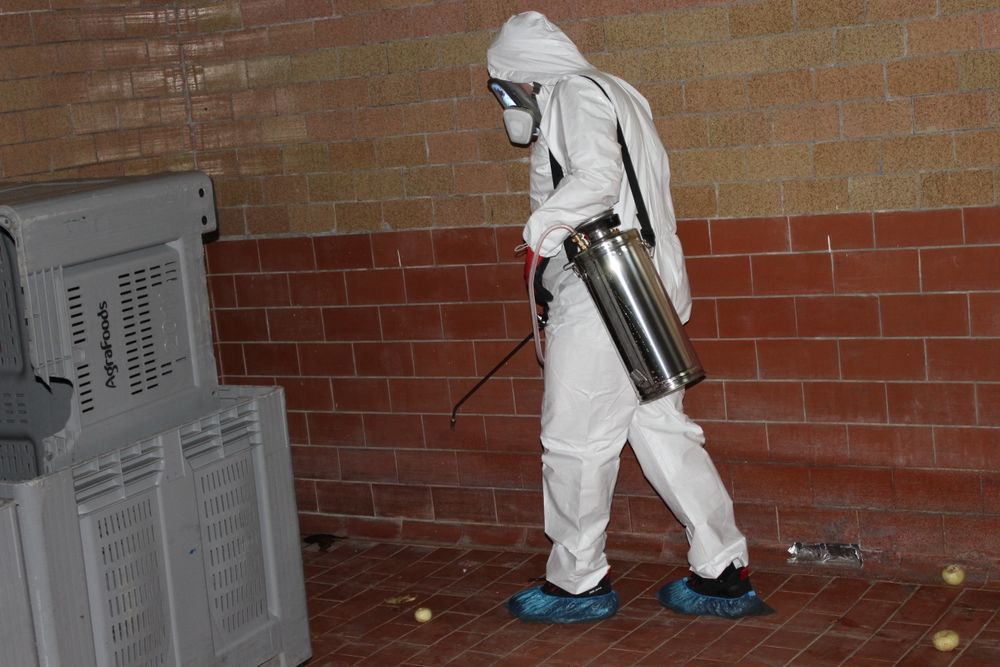 "KRAZU" Pest control Dezynfekcja, Dezynsekcja, Deratyzacja